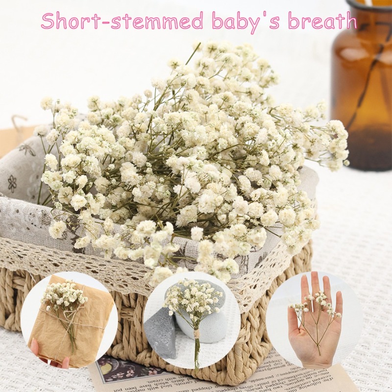 50pcs Natural Dried Gypsophila - Florist Supply Vases ulasan dan harga