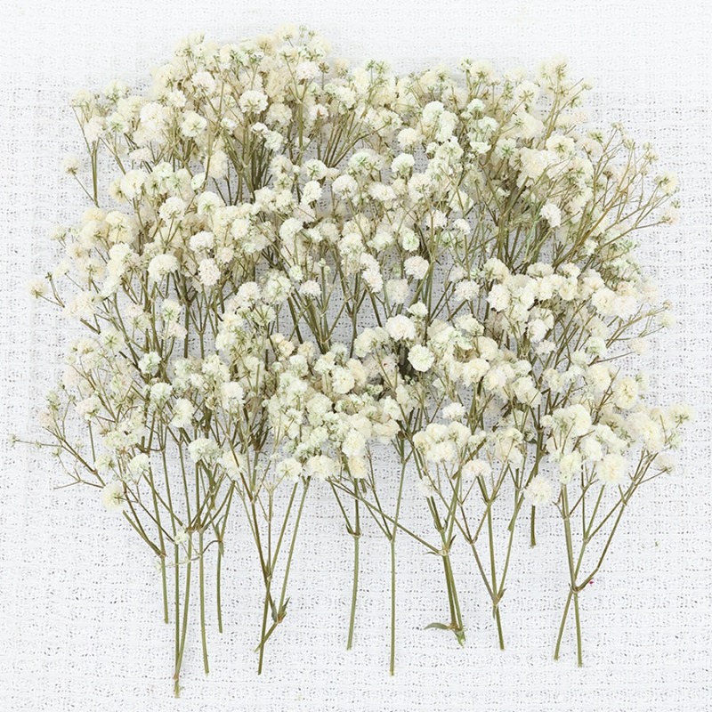 50pcs Natural Dried Gypsophila - Florist Supply Vases ulasan dan harga