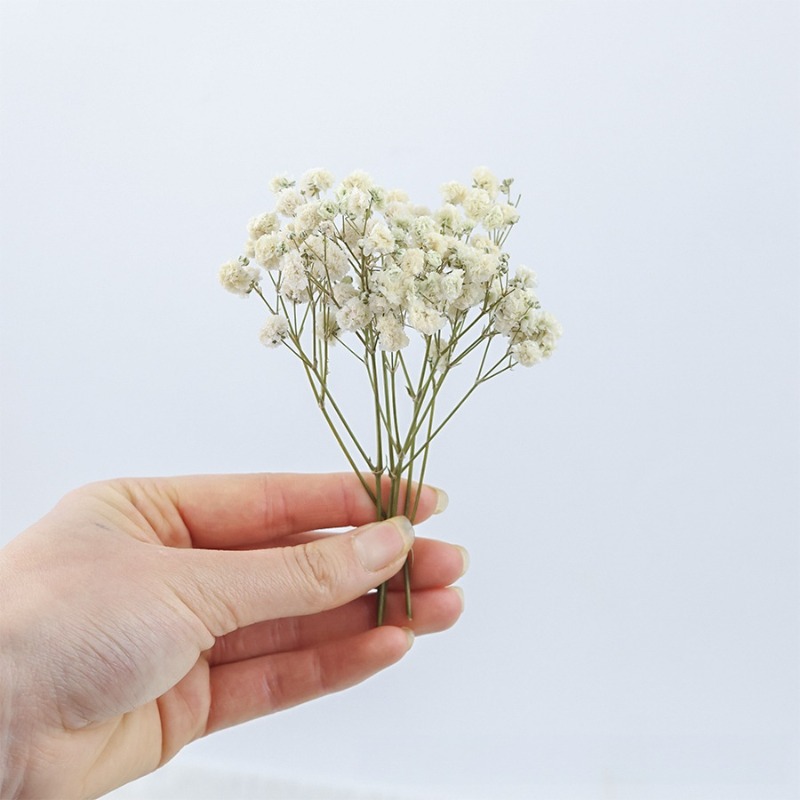 50pcs Natural Dried Gypsophila - Florist Supply Vases ulasan dan harga